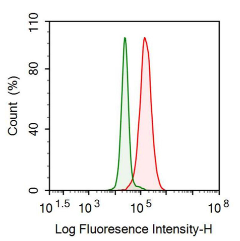 抗平足蛋白(PDPN)多克隆抗體