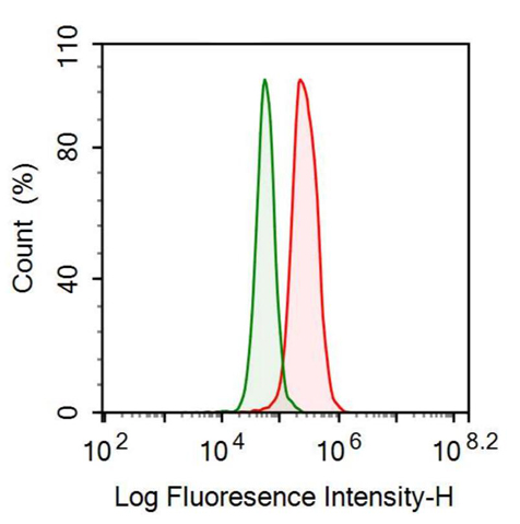 抗肌球蛋白轻链3(MYL3)多克隆抗体