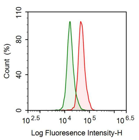 抗ATP結(jié)合盒轉(zhuǎn)運蛋白F1(ABCF1)多克隆抗體