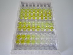 铁调素(Hepc)检测试剂盒(酶联免疫吸附试验法,高敏型)