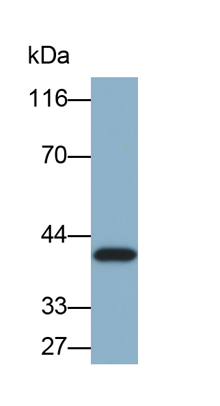 白介素1α(IL1a)单克隆抗体(生物素标记)