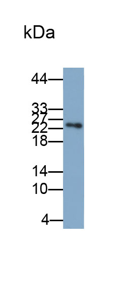白介素6(IL6)多克隆抗体(生物素标记)