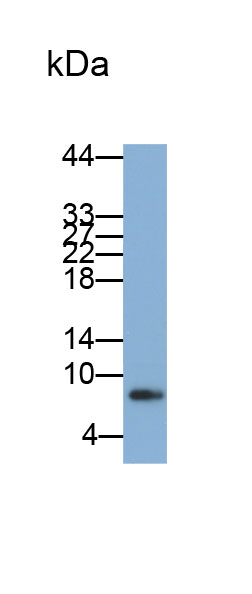 白介素8(IL8)多克隆抗体(生物素标记)