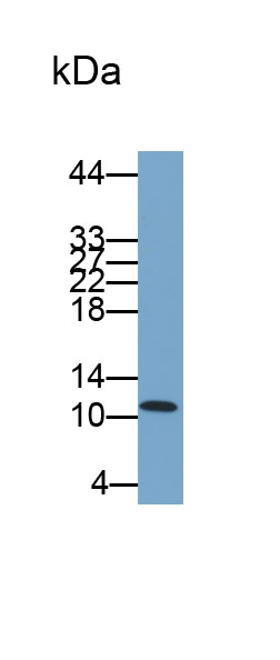 白介素8(IL8)多克隆抗体(生物素标记)