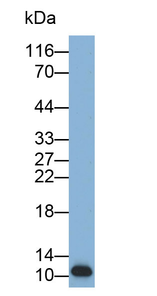 巨噬细胞炎性蛋白3β(MIP3b)多克隆抗体(生物素标记)