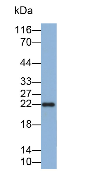 CD30配體(CD30L)多克隆抗體(生物素標(biāo)記)