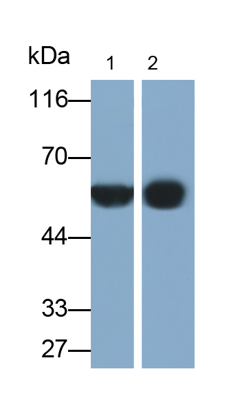 α2-HS糖蛋白(AHSG)多克隆抗體(生物素標記)