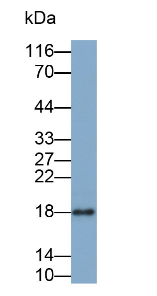 核糖核酸酶A(RNase A)多克隆抗體(生物素標(biāo)記)