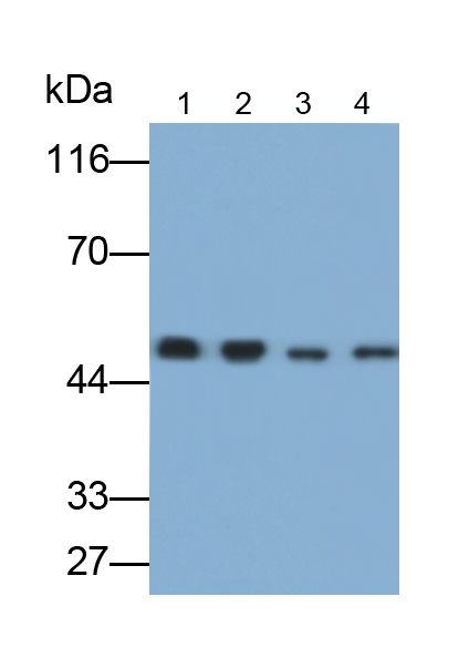 神經(jīng)元特異性烯醇化酶(NSE)多克隆抗體(生物素標記)