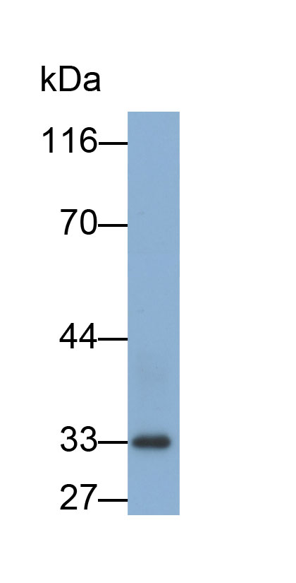 血红素氧合酶1(HO1)多克隆抗体(生物素标记)