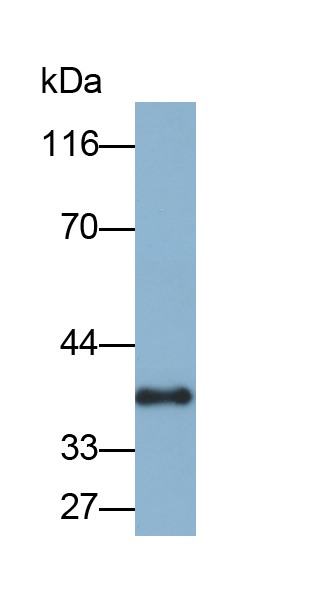 細(xì)胞周期素D1(CCND1)多克隆抗體(生物素標(biāo)記)