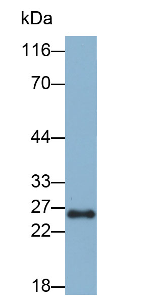 谷胱甘肽S转移酶α1(GSTa1)多克隆抗体(生物素标记)