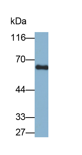 骨形成蛋白6(BMP6)多克隆抗体(生物素标记)