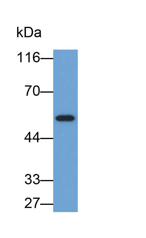 CD14分子(CD14)多克隆抗體(生物素標(biāo)記)