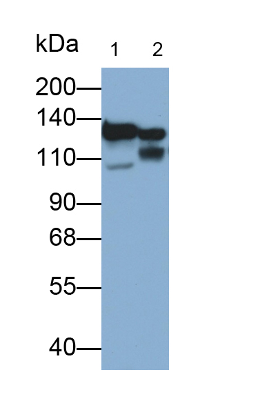 橋粒芯糖蛋白1(DSG1)多克隆抗體(異硫氰酸熒光素標(biāo)記)
