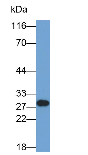 B-细胞淋巴瘤因子2(Bcl2)多克隆抗体(生物素标记)