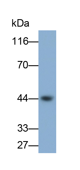 細(xì)胞程序性死亡蛋白1配體1(PDL1)多克隆抗體(生物素標(biāo)記)