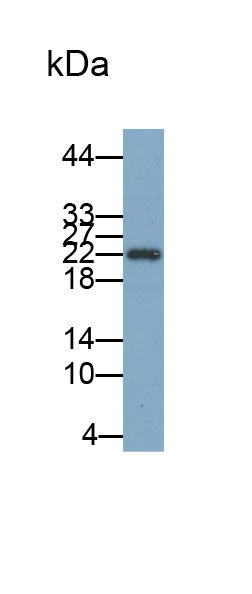 低氧诱导因子1α(HIF1a)多克隆抗体(生物素标记)