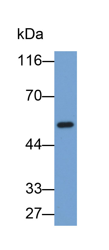血管生成素样蛋白1(ANG-3)多克隆抗体(生物素标记)