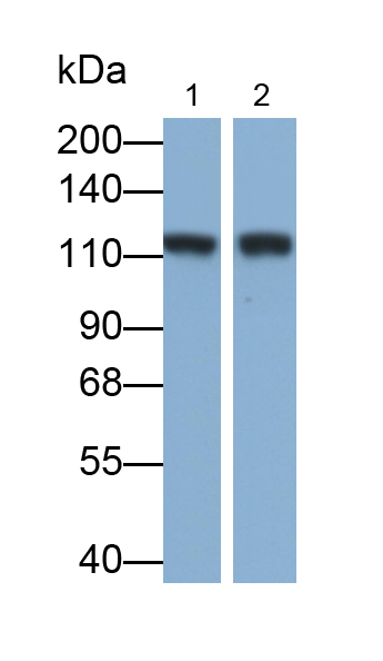 CD26分子(CD26)多克隆抗體(生物素標(biāo)記)