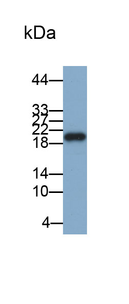 视黄醇结合蛋白4(RBP4)多克隆抗体(生物素标记)