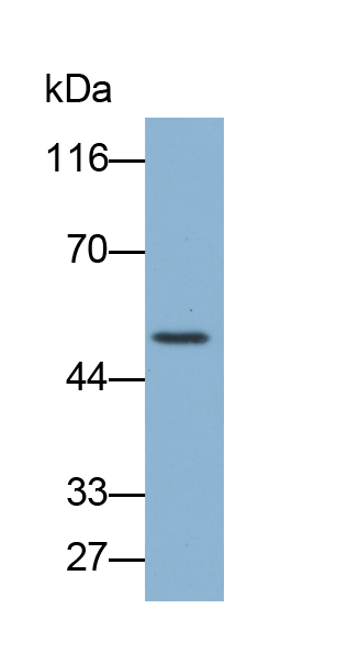 細胞色素P450家族成員2E1(CYP2E1)多克隆抗體(生物素標記)
