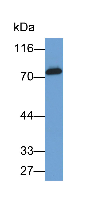 70kDa熱休克蛋白1樣蛋白(HSPA1L)多克隆抗體(生物素標(biāo)記)