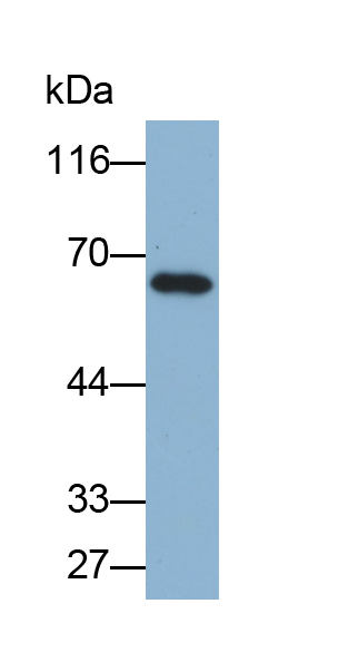 70kDa热休克蛋白1样蛋白(HSPA1L)多克隆抗体(生物素标记)