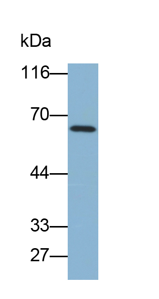 CD4分子(CD4)多克隆抗体(生物素标记)