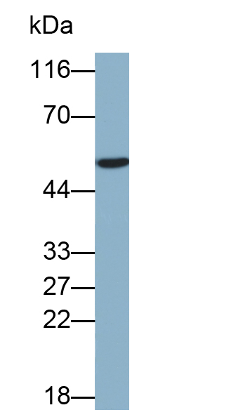 CD4分子(CD4)多克隆抗体(生物素标记)