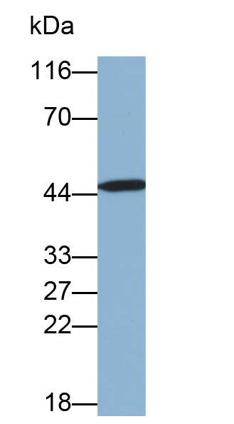 角蛋白19(CK19)多克隆抗体(生物素标记)