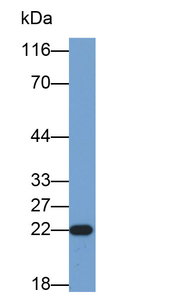 肿瘤坏死因子配体超家族成员7(TNFSF7)多克隆抗体(生物素标记)