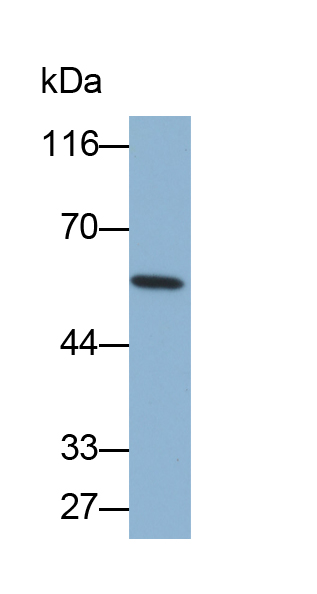 唾液淀粉酶α1(AMY1A)多克隆抗体(生物素标记)