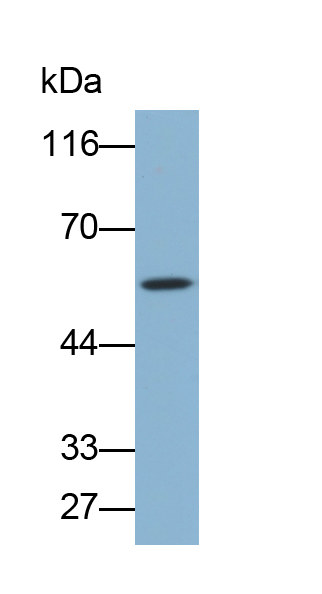 肿瘤坏死因子受体超家族成员1A(TNFR1)多克隆抗体(生物素标记)