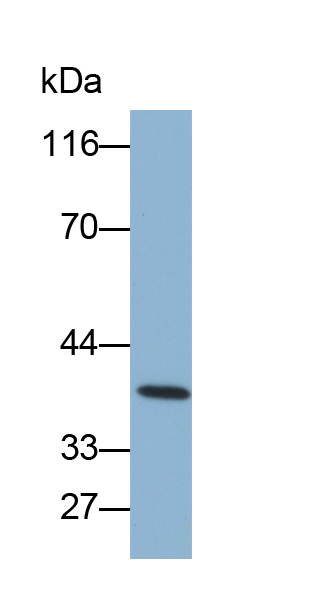 CD2分子(CD2)多克隆抗体(生物素标记)