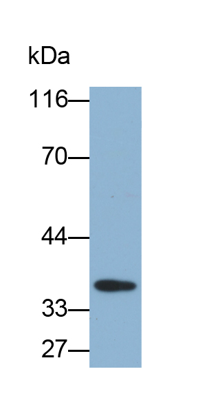 CD23分子(CD23)多克隆抗体(生物素标记)