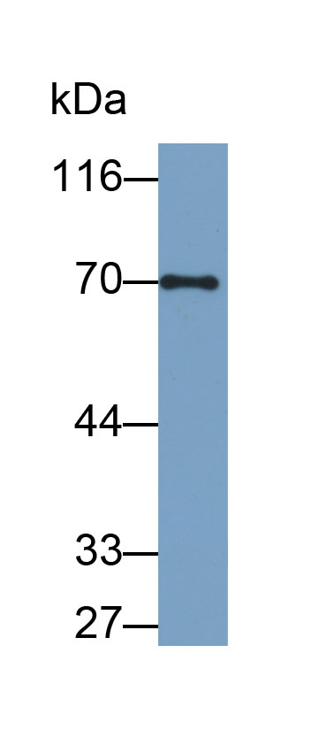 CD229分子(CD229)多克隆抗体(生物素标记)