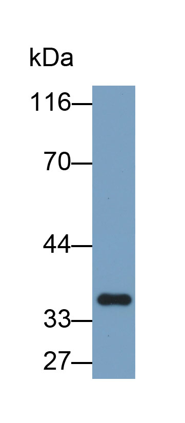 乳酸脱氢酶B(LDHB)多克隆抗体(生物素标记)