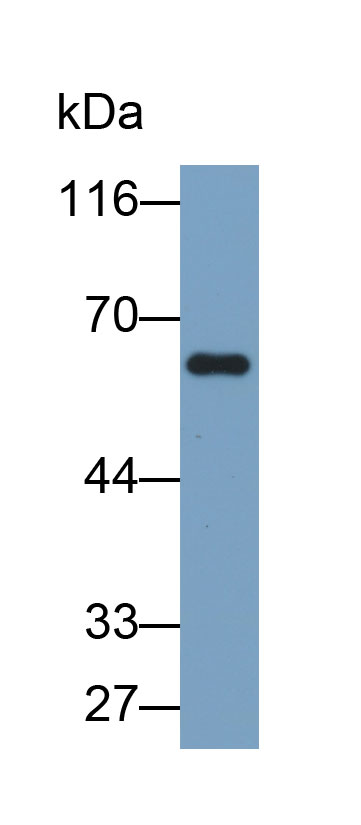 骨形態(tài)發(fā)生蛋白 9(BMP9)多克隆抗體(生物素標記)