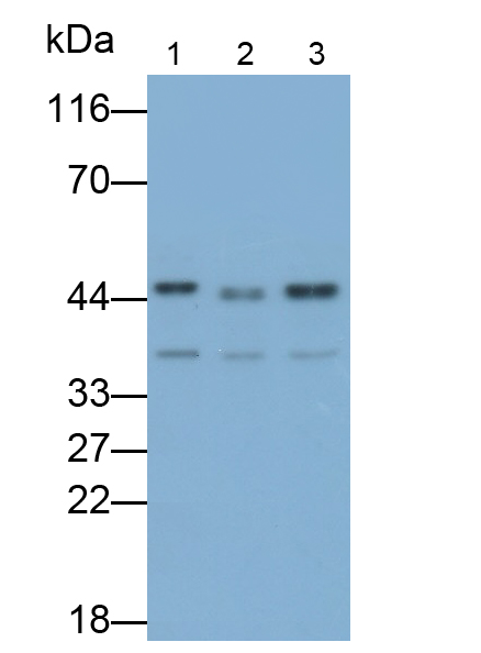 胱天蛋白酶4(CASP4)多克隆抗体(别藻蓝蛋白/花青染料cy7标记)