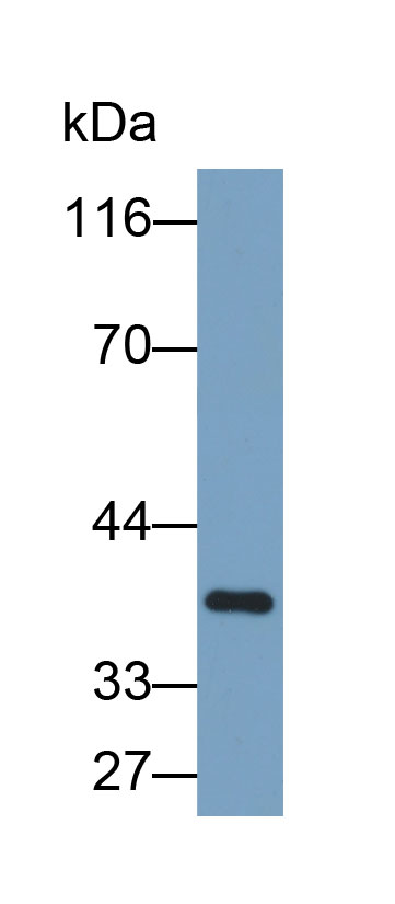 腫瘤壞死因子配體超家族成員13(TNFSF13)多克隆抗體(生物素標(biāo)記)