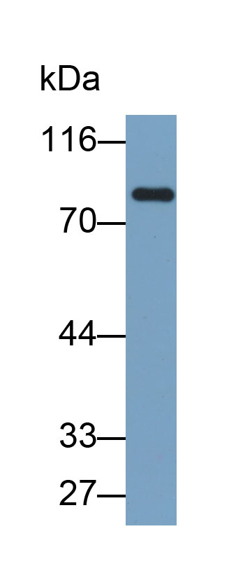 表皮转谷氨酰胺酶(TGM3)多克隆抗体(生物素标记)