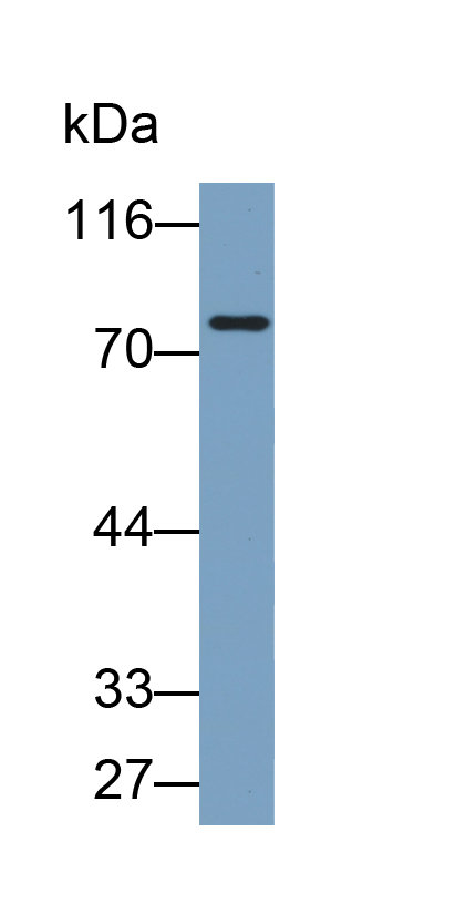 高分子量激肽原(HMWK)多克隆抗体(生物素标记)