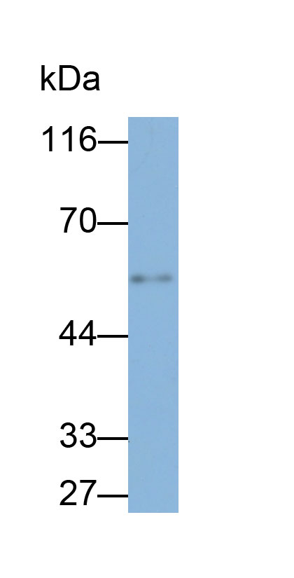 β-位淀粉样前体蛋白裂解酶2(BACE2)多克隆抗体(生物素标记)