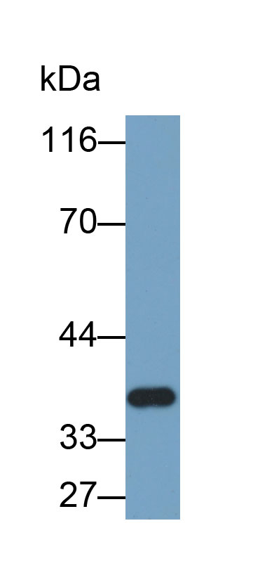 核因子κB抑制因子α(IkBa)多克隆抗体(生物素标记)