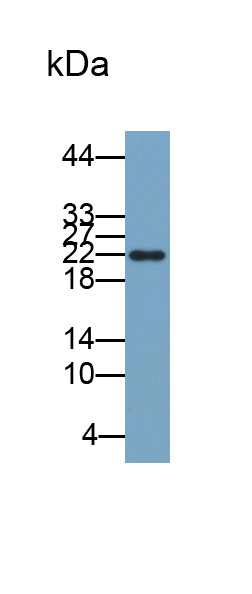 絲裂原激活蛋白激酶10(MAPK10)多克隆抗體(生物素標(biāo)記)