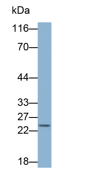 CD3d分子(CD3d)多克隆抗体(生物素标记)