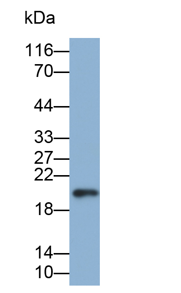 CD3d分子(CD3d)多克隆抗体(生物素标记)