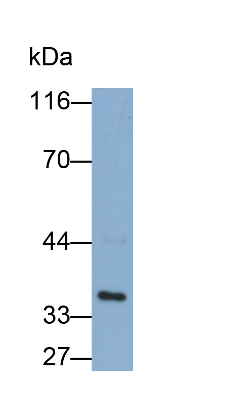 周期素依賴性激酶2(CDK2)多克隆抗體(生物素標(biāo)記)