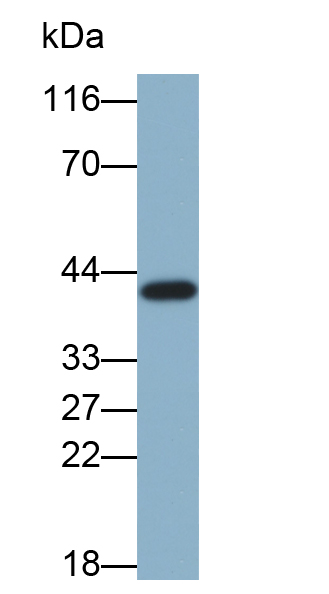 載脂蛋白A5(APOA5)單克隆抗體(生物素標記)